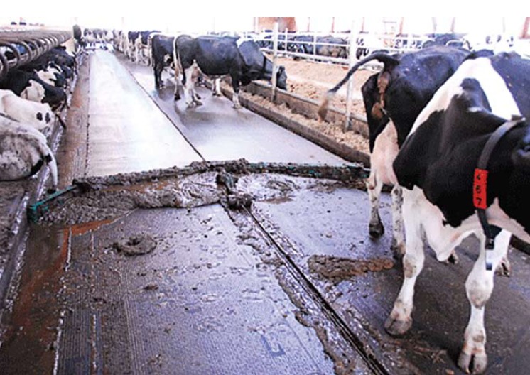 Комплексные решения для молочного животноводства